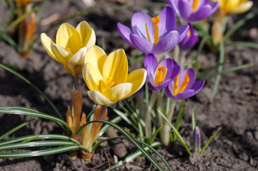 Crocus - Crocus flowers in early springtime