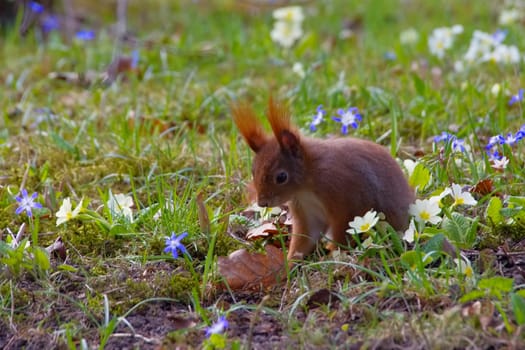 Eichhoernchen in the park in spring - Red squirrel in a park in spring
