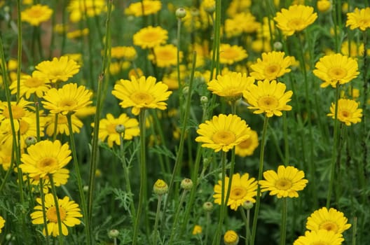 Färberkamille,a wild plant - yellow chamomile,a wildflower,Cota tinctoria