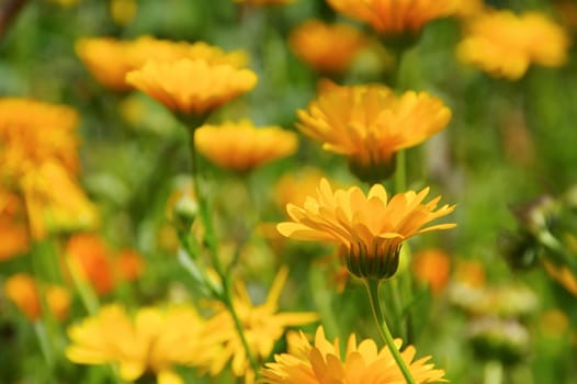 Marigold in summer - calendula flowers in garden in summer