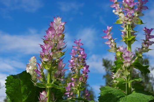 Muscat sage in the garden - clary sage plant in garden in summer