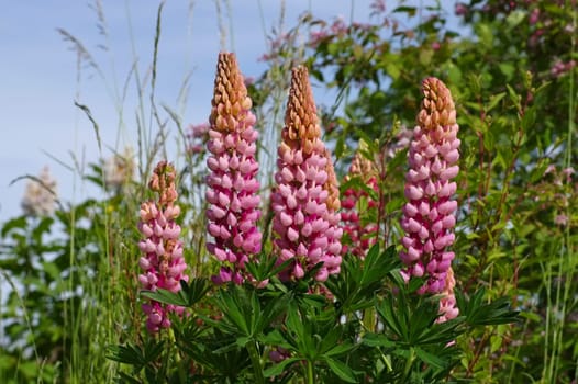 Lupine in pink color - lupin flower in pink,spring garden