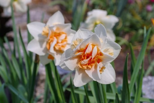 Orangery narcissist - the Daffodil flower is called Orangery