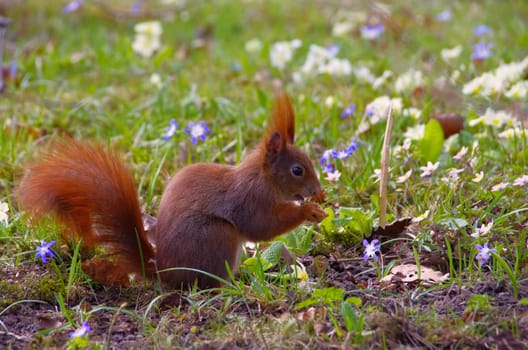 Eichhoernchen in the park in spring - Red squirrel in a park in spring