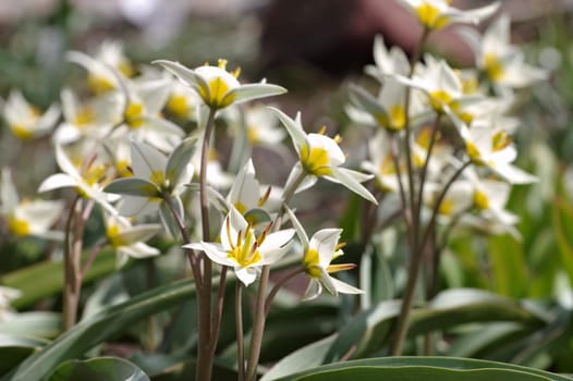 Wild tulip Tulipa turkestanica - wild tulip is called Tulipa turkestanica