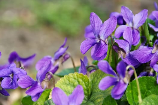 Violets in spring - purple viola odorata in jump