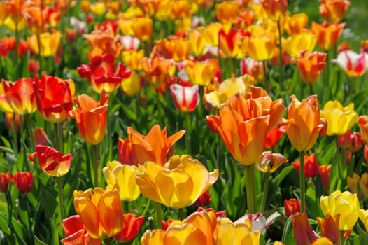 Tulip bed in yellow and red - bed of tulips in red and yellow in springtime