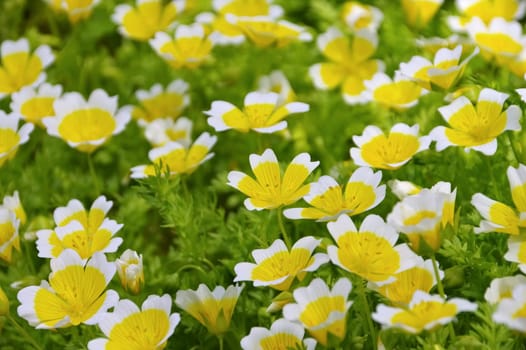 Swamp flower in yellow and white - poached egg plant in white and yellow