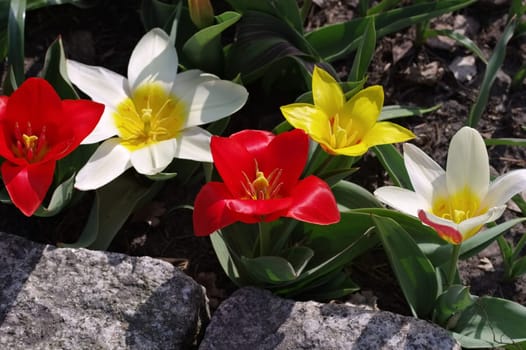 Wild tulip Tulipa kaufmanniana in spring - wild tulip Tulipa kaufmanniana in spring