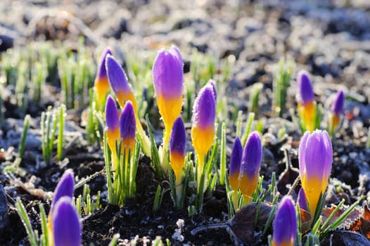 Crocus sieberi firefly in spring - Crocus sieberi Firefly in spring