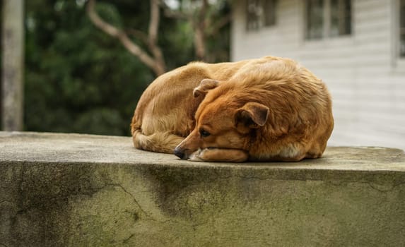 Brown Dog lying on a wall in the Garden in front of a white House