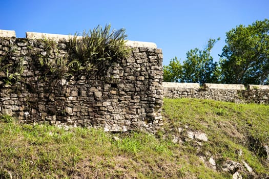 stone wall covered with plants in sunshine