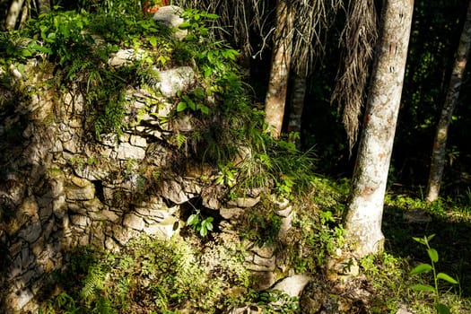 stone wall covered with plants in a tropical forest. Ruins of slave houses on Cuba