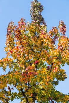 Autumn tree in November in sunny weather.