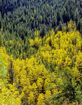 Autumn  forest in Colorado Rockies