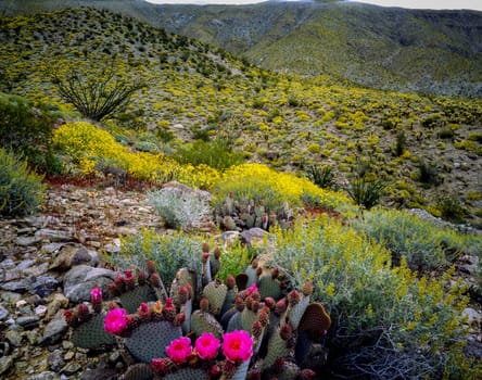Blooming Desert, Anza-Borego, California
