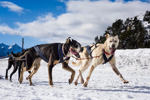 musher dogteam driver and Siberian husky at snow winter competition race in forest