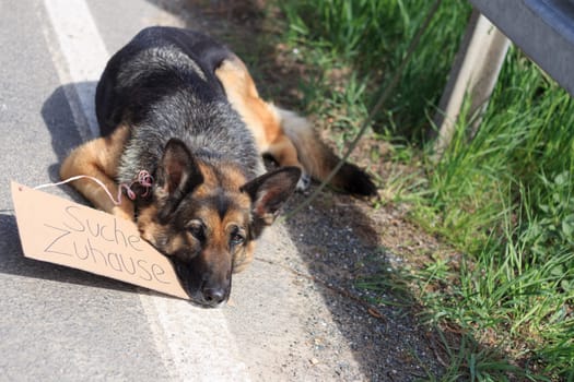 out-of-date dog