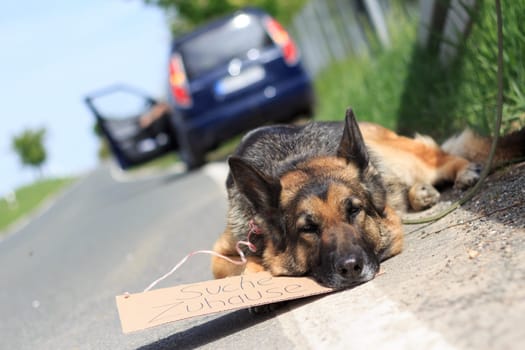 out-of-date dog