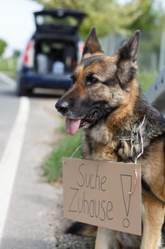 out-of-date dog
