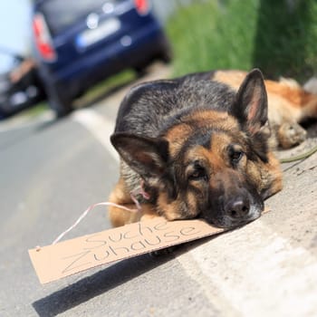 out-of-date dog
