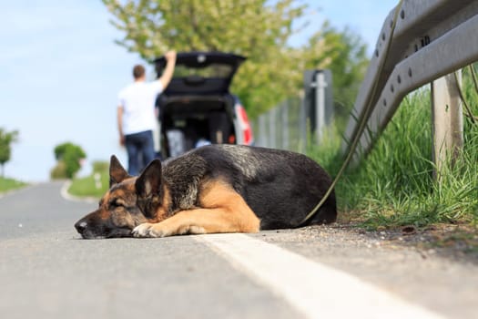 out-of-date dog