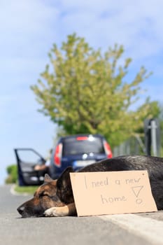 out-of-date dog