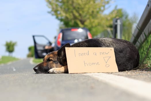 out-of-date dog