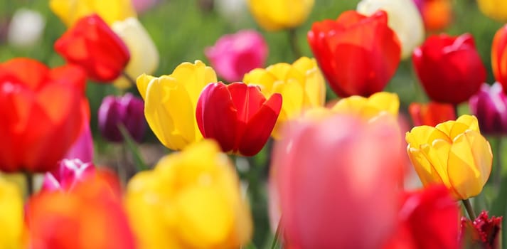 colorful tulip field in spring light