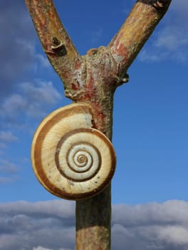 Western heath snail (Helicella itala)