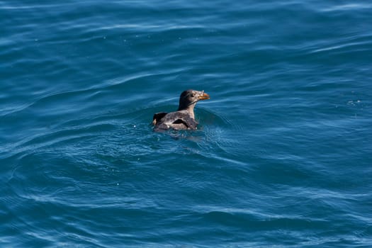 Rhinoceros auklet in the Ocean in Kenai Fjords National Park in Alaska