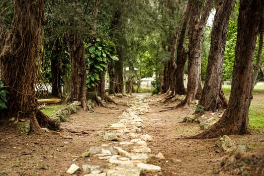 stone-paved path with large old trees on both sides