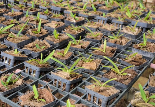 Dendrobium Orchid seedlings plant in a nursery