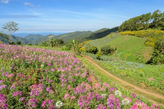 Mountain landscape with Spider flower and agriculture terrace field in Meahongson, Thailand
