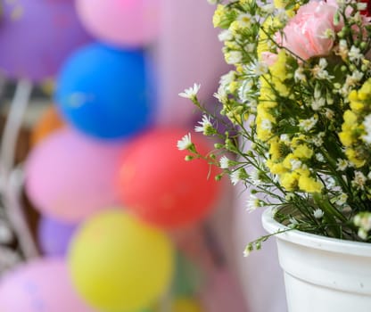 Chrysanthemum ornamental in white flowerpot with balloon background.