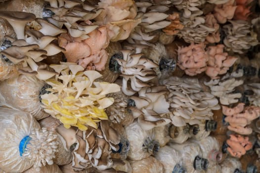 Oyster mushroom cultivation of Pleurotus djamor, abalone, sajor caju and citrinopileatus in spawn bags