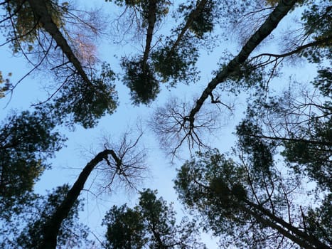 Treetops