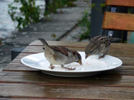 Sparrows