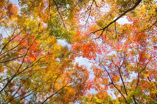 The warm autumn sun shining through colorful treetops, with beautiful bright blue sky.