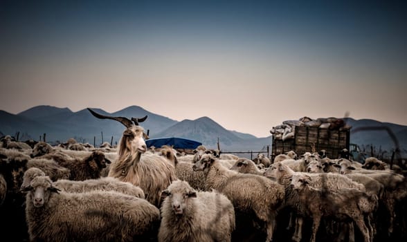 Beautiful image of a herd of sheep in the mountains