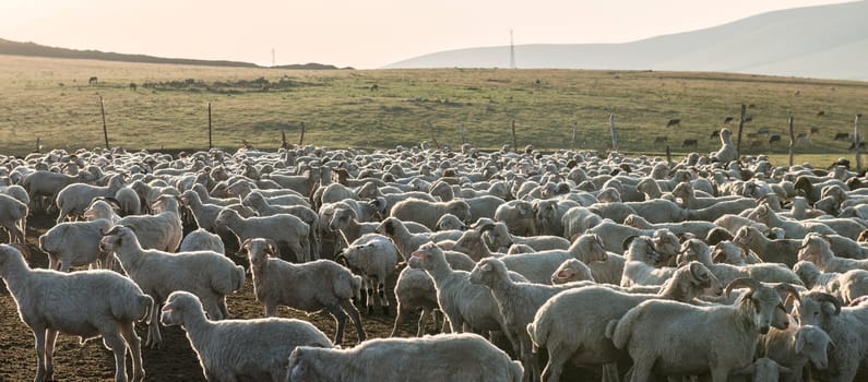 Sheep herded into a fenced area waiting to go with the shepherd