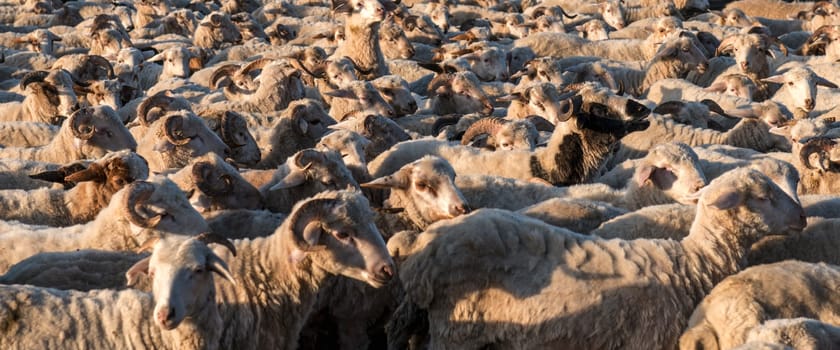 Many sheep being herded walking in the same direction