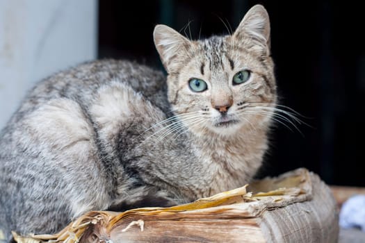 Street tabby cat resting over old book. Outdoors portrait