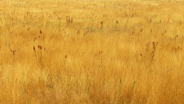 Autumn Meadow