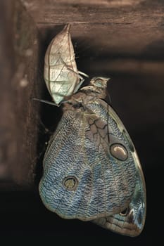 Owl Butterfly out of the cocoon. Caligo Beltrao (Owl Butterfly) is a butterfly of the Nymphalidae family. The species can be found in Brazil.