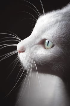 Pure white Turkish Van cat looking to my speedlight.