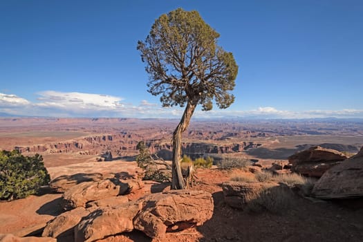 Lone Tree Panorama in Canyonlands National park in Utah