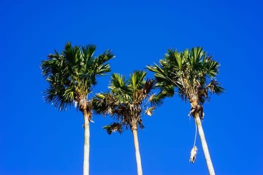 Three palm peaks stretching up against the clear blue sky