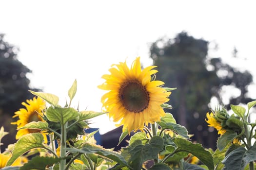 Beautiful sunflower with natural background, stock photo