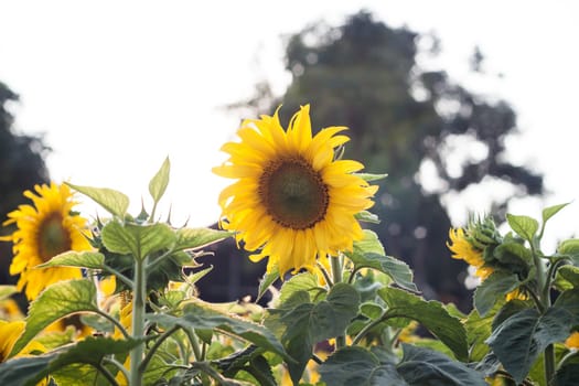 Beautiful sunflower on natural background with vintage filter style, stock photo